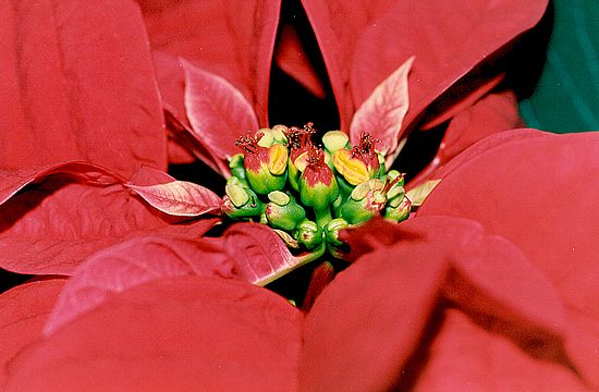 flordepascua flordepascua