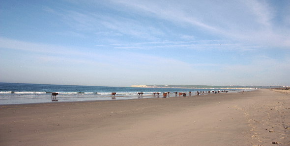 vacas_17web