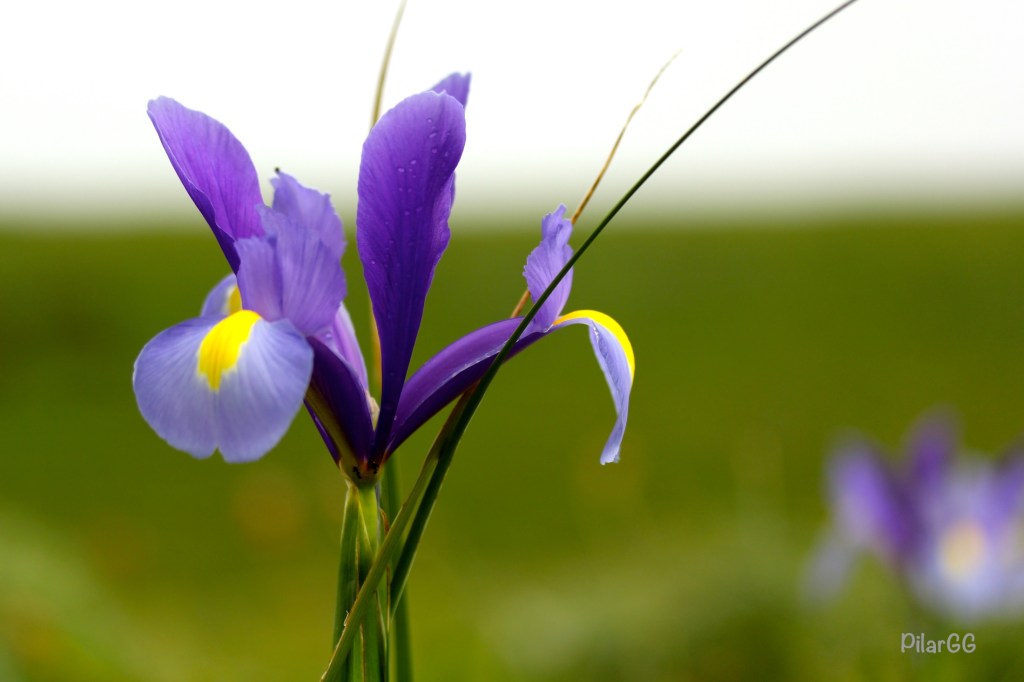 lirio