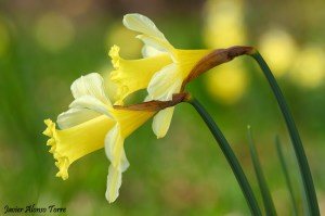 narciso