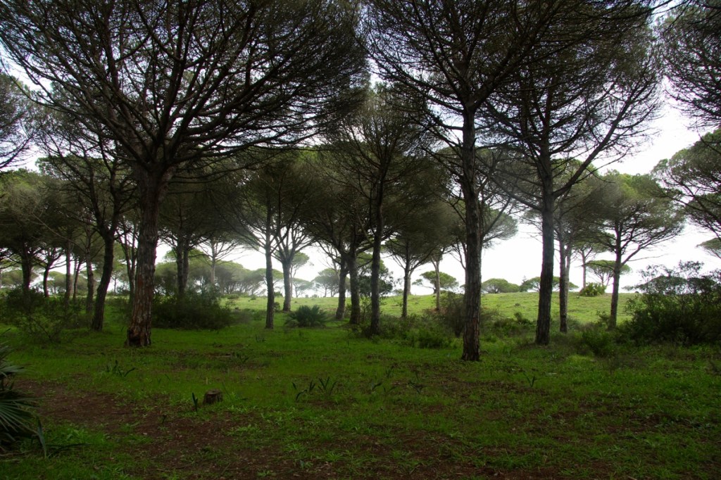 primavera03