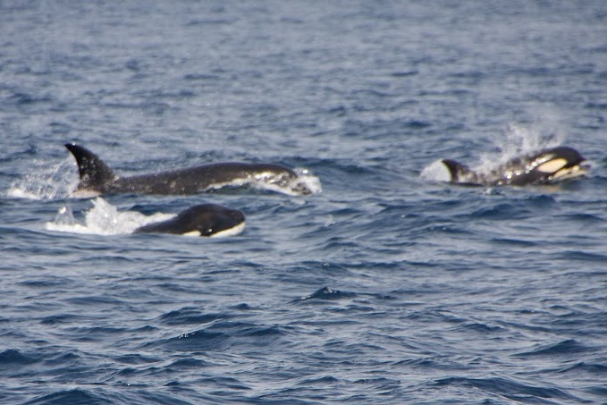 cetaceos