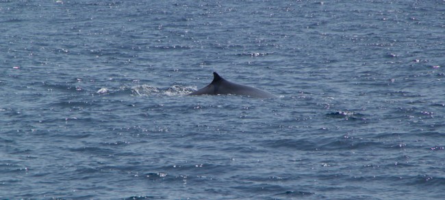 cetaceos en el Estrecho
