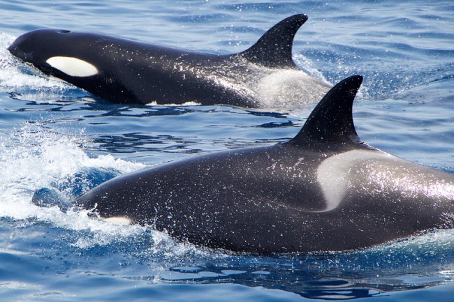 cetaceos en el Estrecho