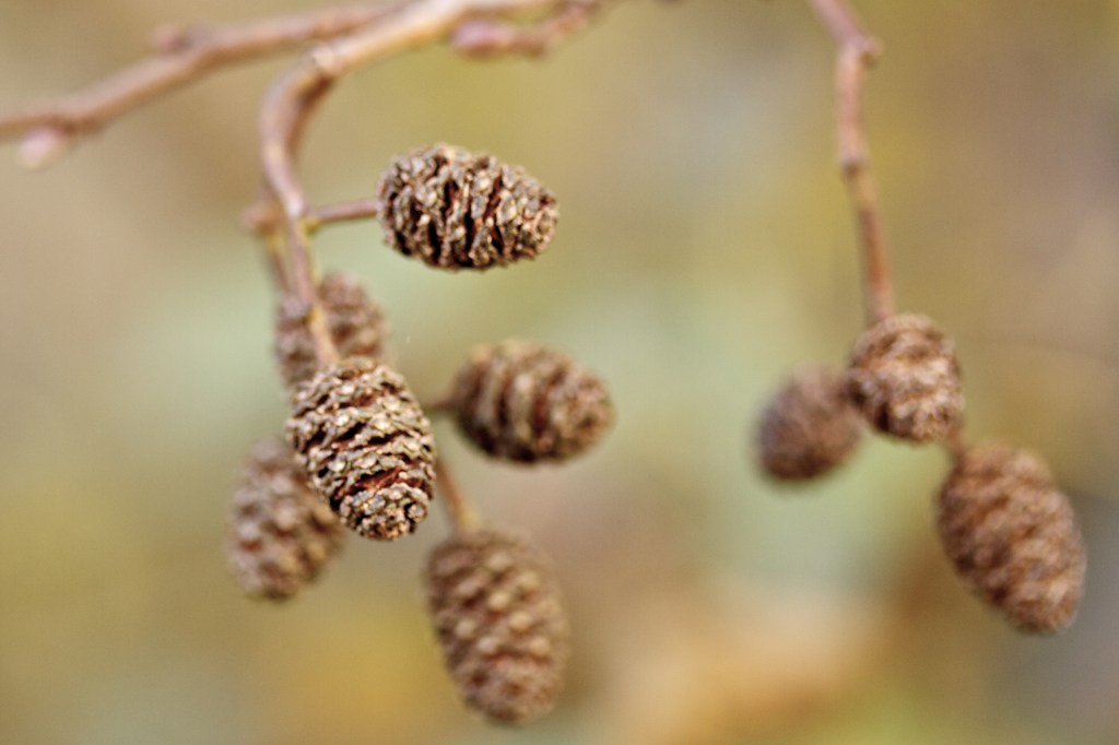 piñas