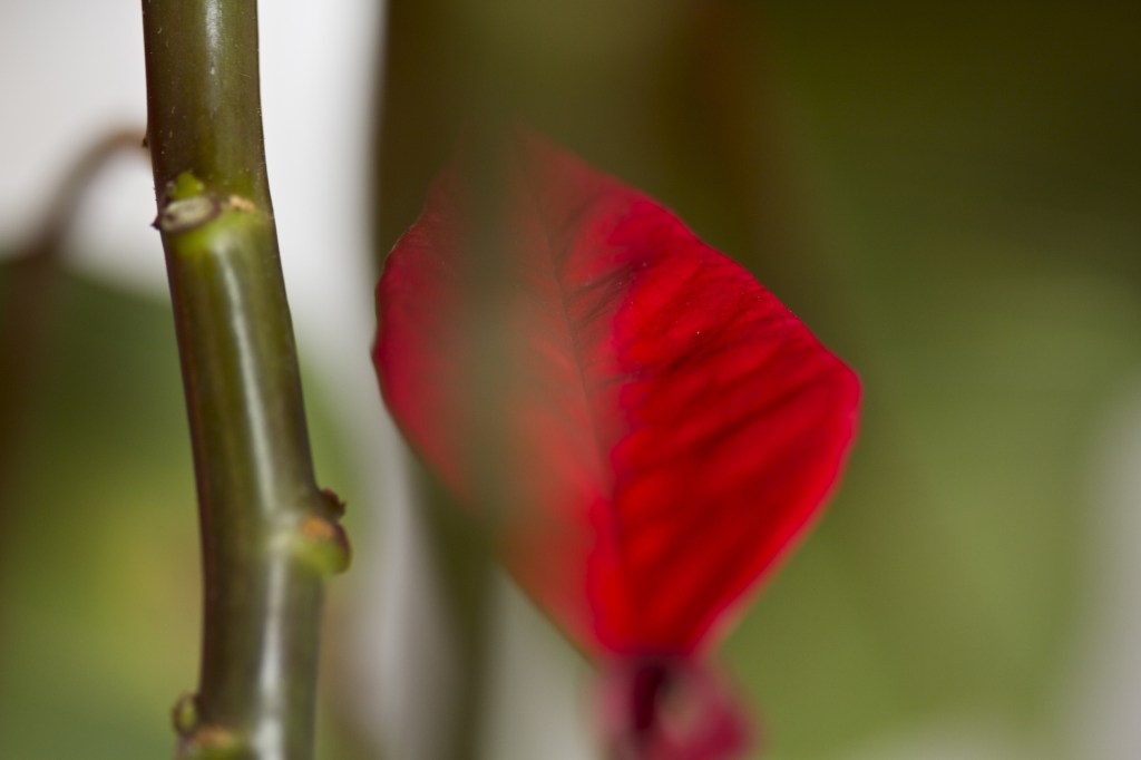 rojo