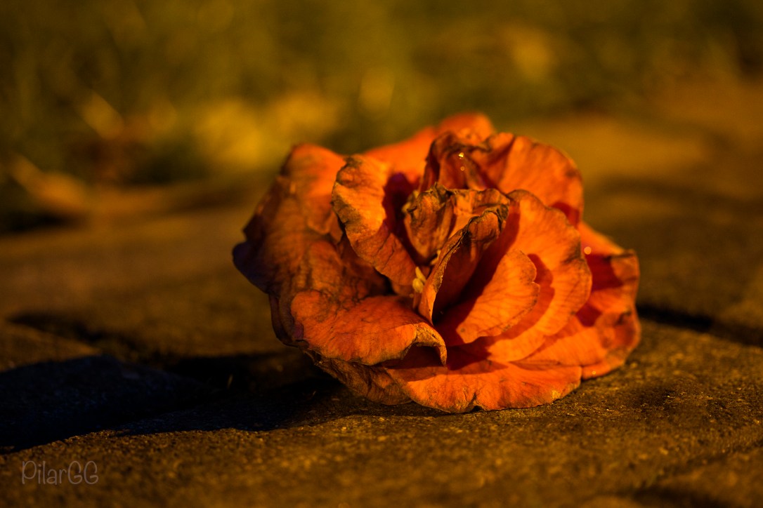 camelia