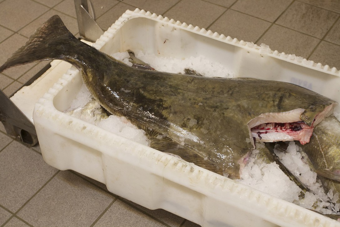 pescaderia04