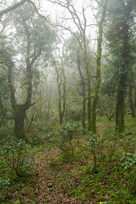 bosque-1-2