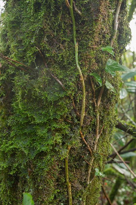 bosque-1-3
