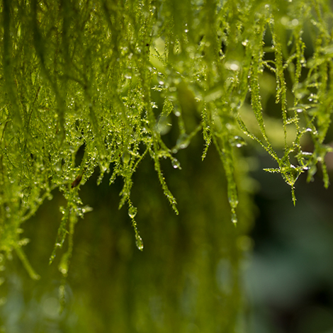 bosque-1-4