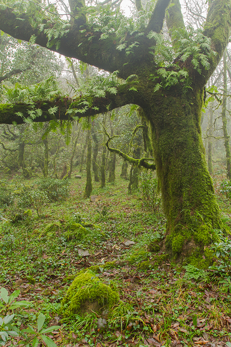 bosque-1